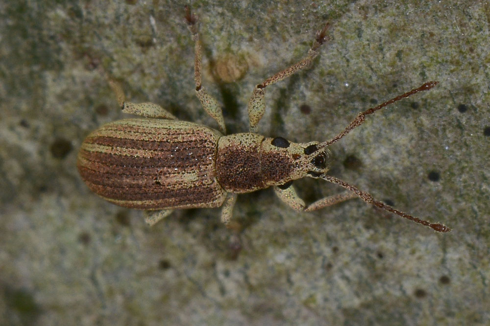 Pseudomyllocerus invreae - (Curculionidae)